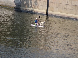 Pes na paddelboardu
